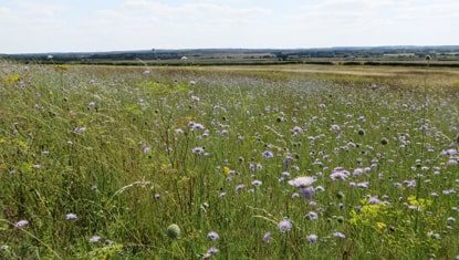 Summer flowers in Feoffees Field, taken from boardwalk, Magog Down