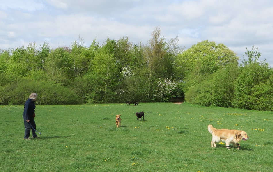 Dogs enjoying the Fairfield off-lead exercise area