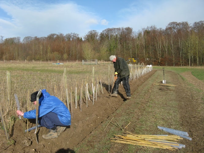 Hedge planting on South Down