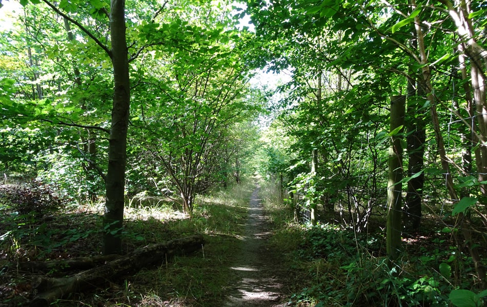 Path running through a wood on Magog Down