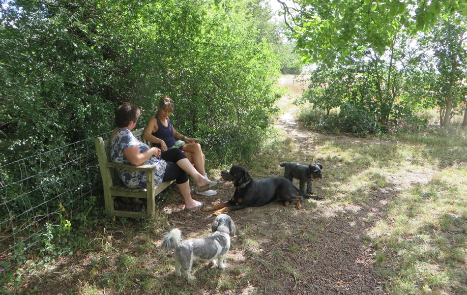 Two women and their dogs sitting on a bench, by Vestey Wood