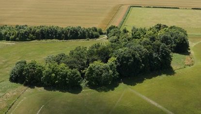 Trees at the top of Little Trees Hill, Magog Down