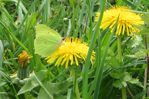 Brimstone butterfly