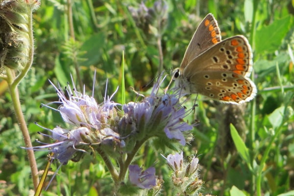 Brown Argus butterfly found where Common Rockrose grows on chalk grassland