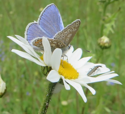 Common-Blue-min