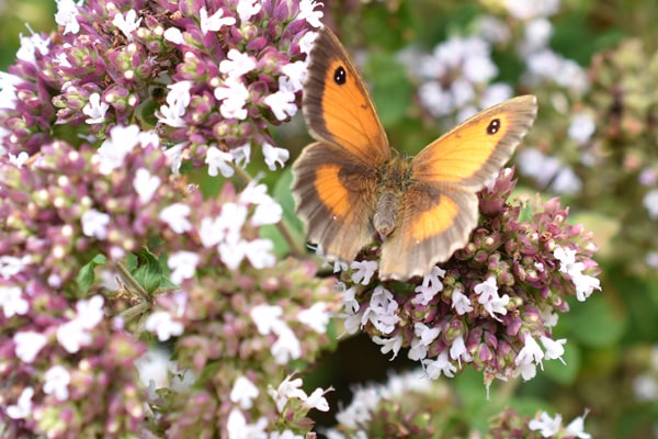 Gatekeeper butterfly on Wild Marjoram