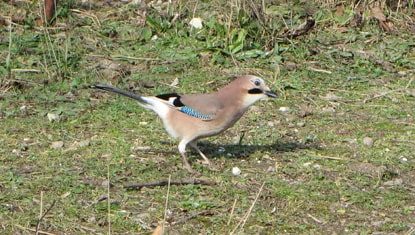 Jay on the ground