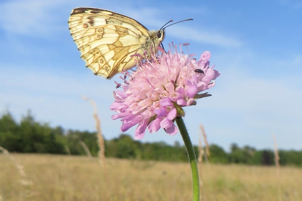 Marbled White butterfly feeding on a purple Scabious flower
