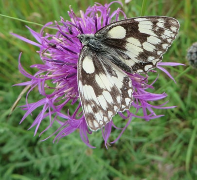 Marbled-White-min