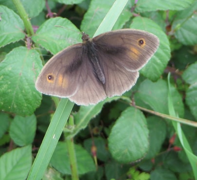 Meadow-Brown-min