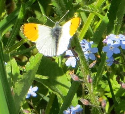 Orange-tip-min