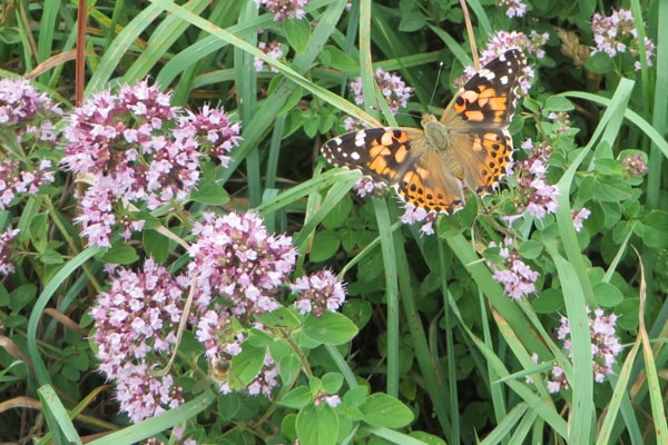 Painted Lady butterfly - a summer visitor from southern Europe