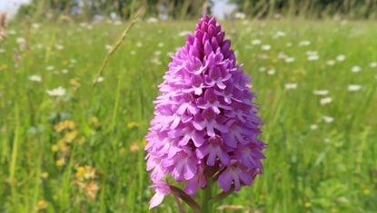 Pyramidal Orchid in the meadows