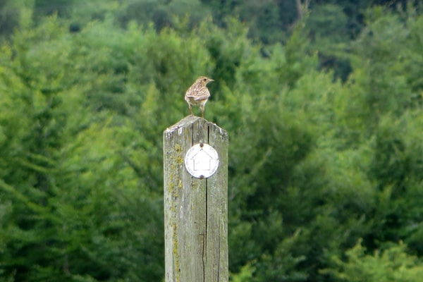 Skylark looking over North Down from the top of a post