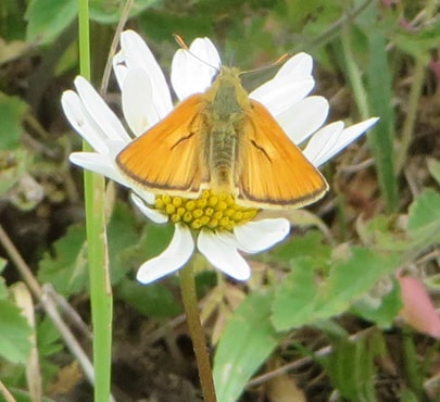 Small-Skipper-min