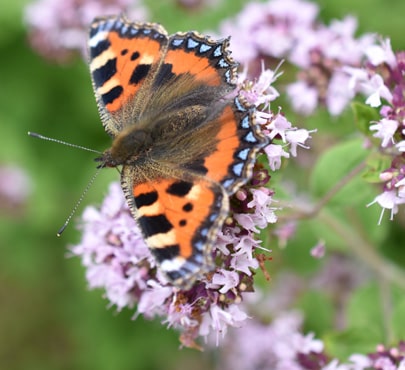 Small-Tortoiseshell-min