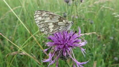 Marbled White butterfly