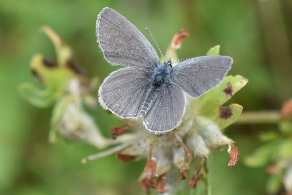 Small Blue butterfly