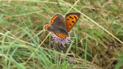 Small Copper butterfly