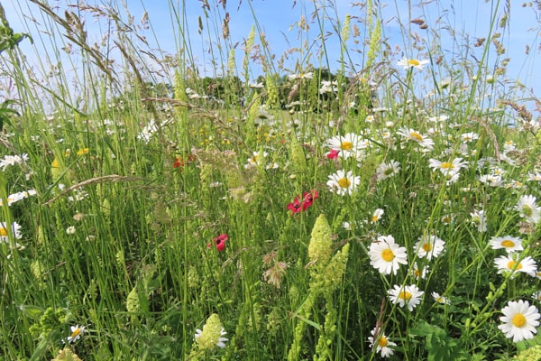 Summer flowers on the North Down scrape banks with Little Trees Hill in the background