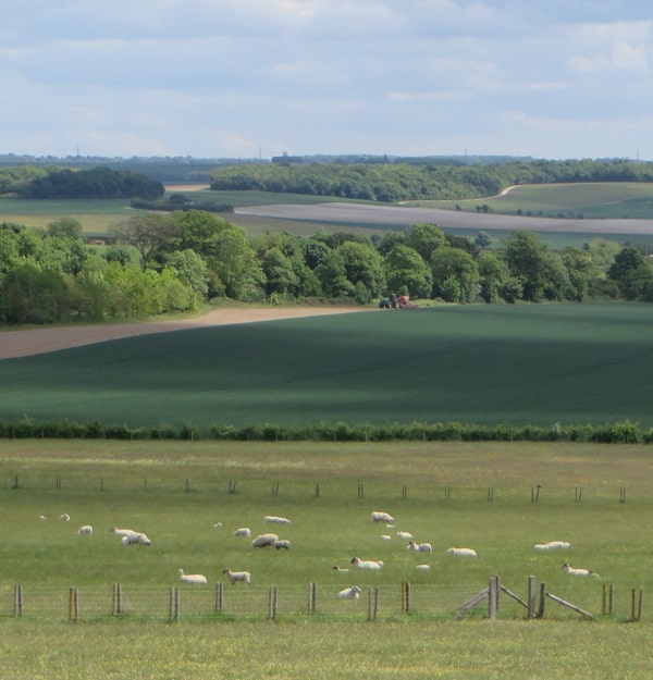 View across South Down with sheep in the foreground and a tractor ploughing in the field beyond