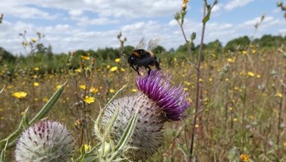 Close-up off bee on a woolly thistle on North Down