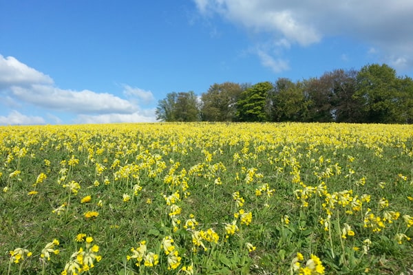 Cowslips on North Down