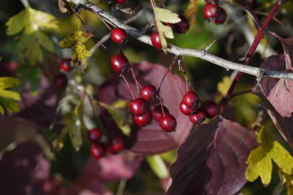 Ripe autumn berries