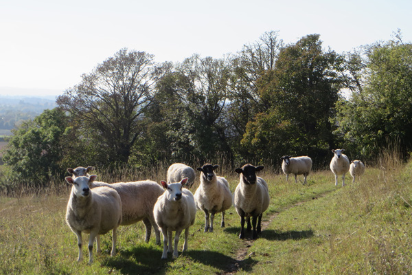 Sheep in a paddock on South Down