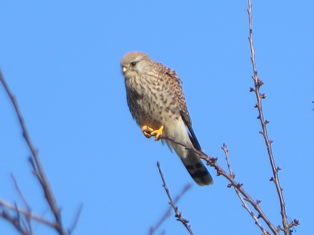 Kestrel-Falco-tinnunculus