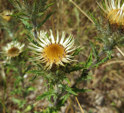 carline-thistle