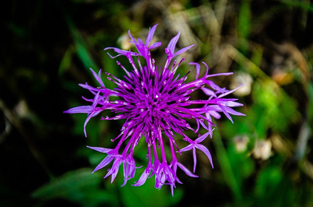 greater-knapweed-1000-min