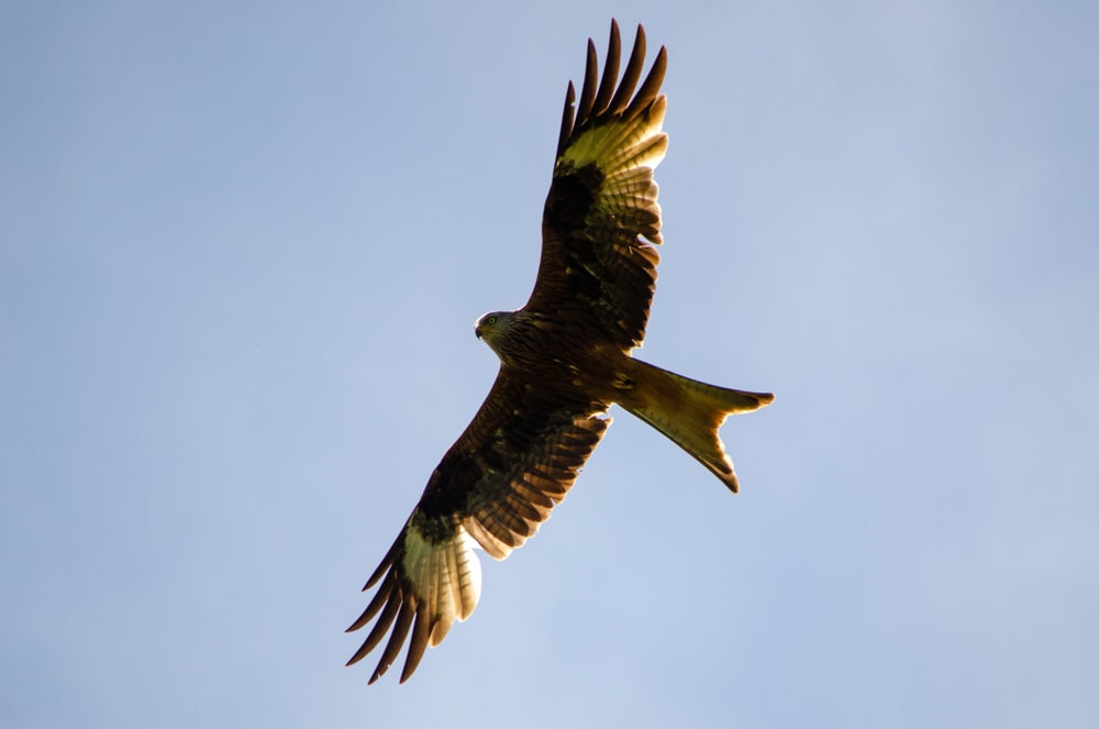 red-kite-1000-min