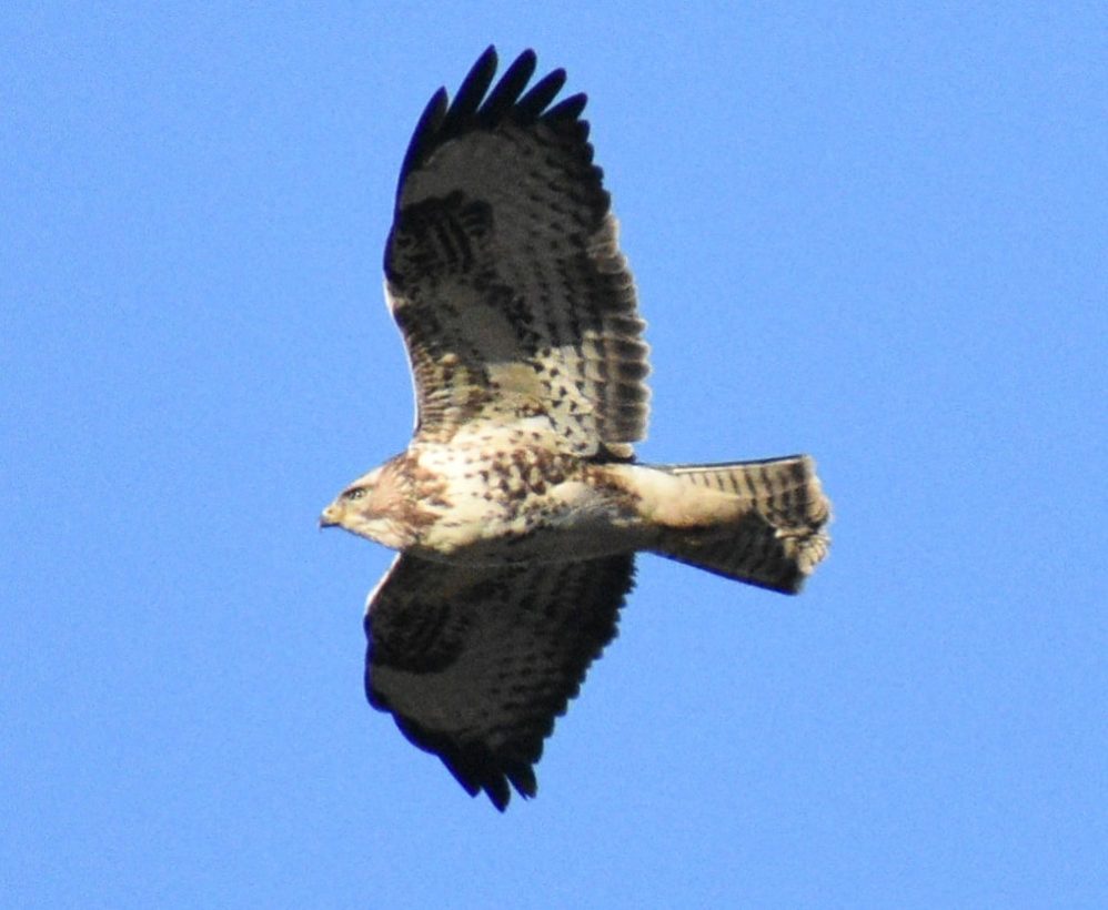 buzzard-1000-min