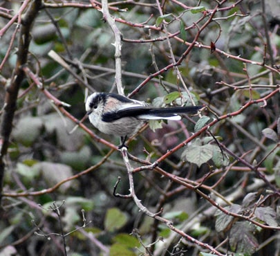 Longtail tit-min