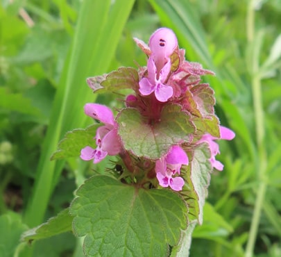 Red Dead-nettle croppedx-min