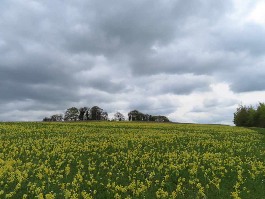 Cowslips Little Trees Hill