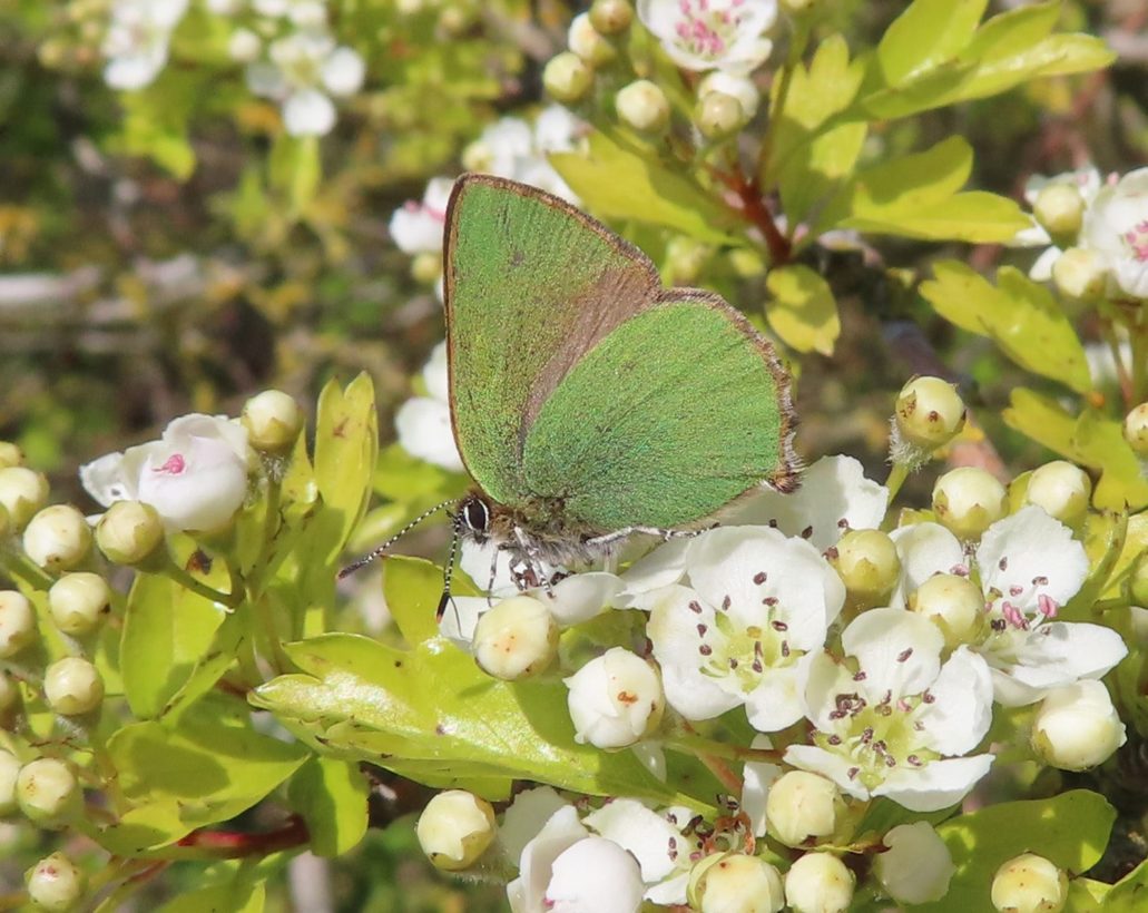 Green Hairstreak 1600-min