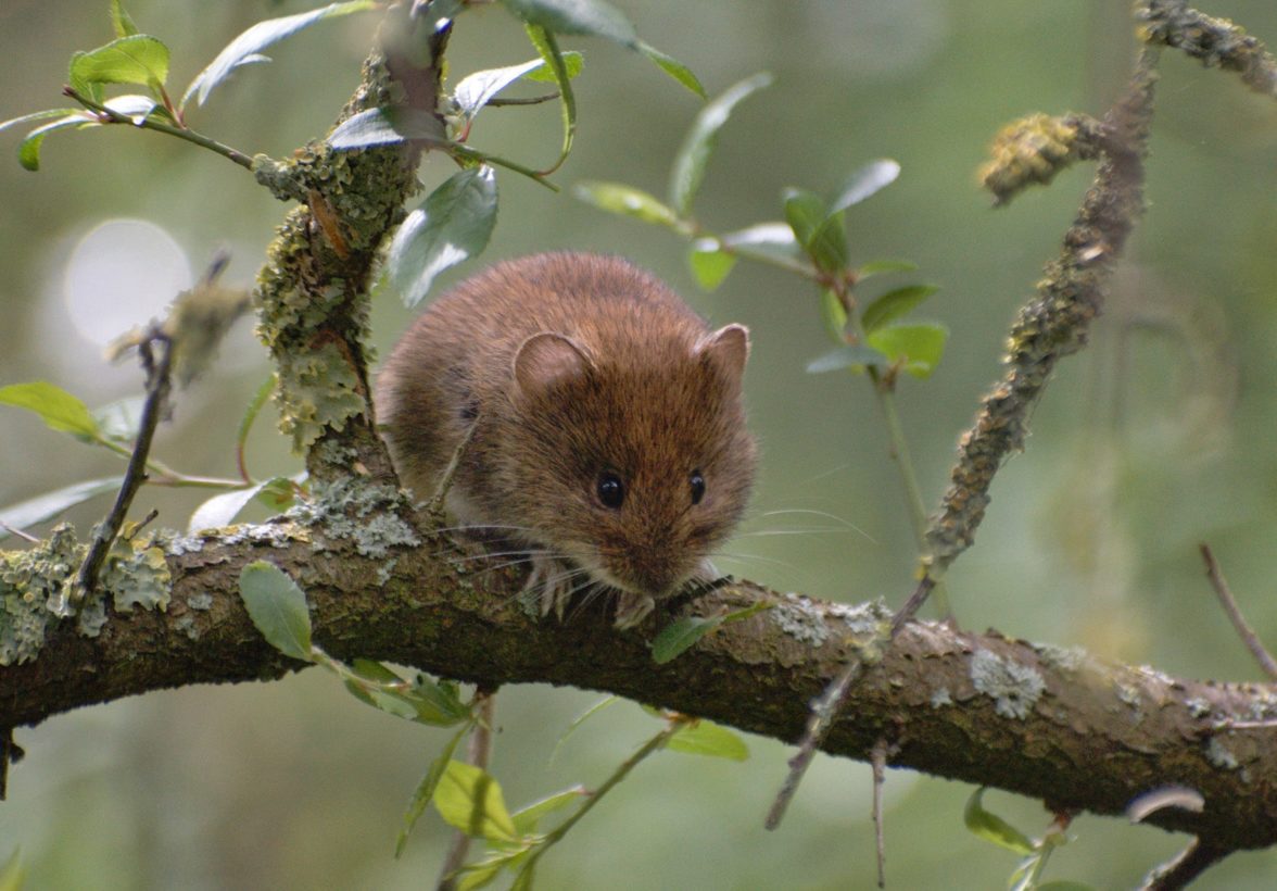 Knights Bank Vole Magog Wood-min