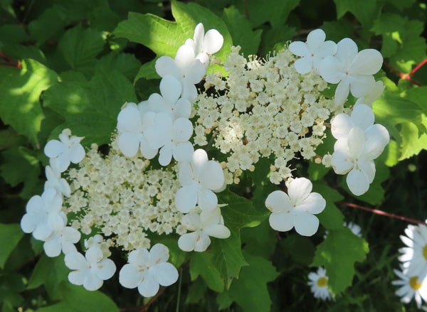 Guelder Rose-min