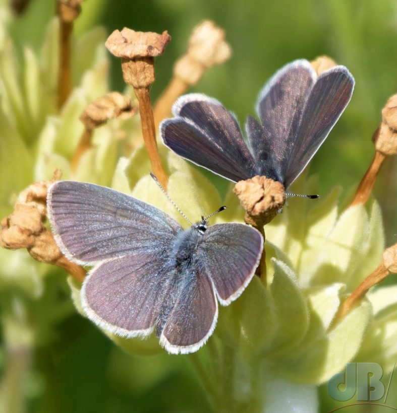 Magog-Down-Small-Blues-min