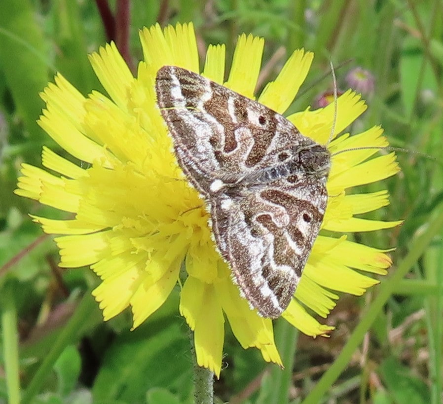 Mother Shipton, day-flying moth on Mouse-ear Hawkweed flower,-min