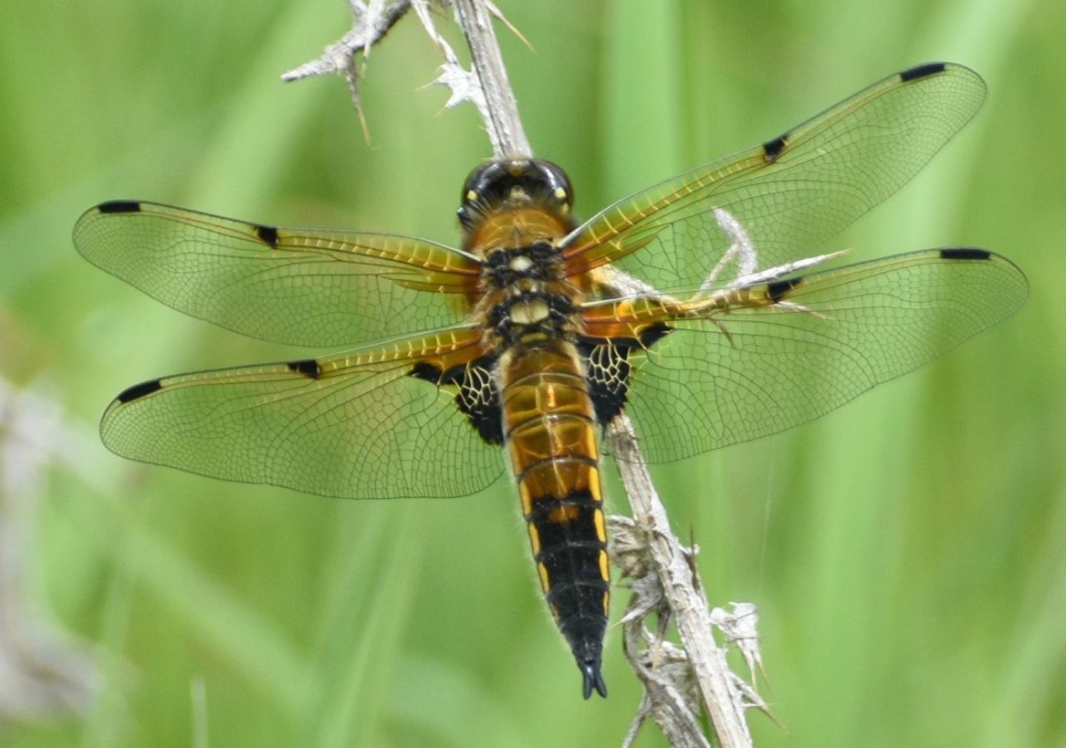 Nick Beale Four-spotted chaser-min