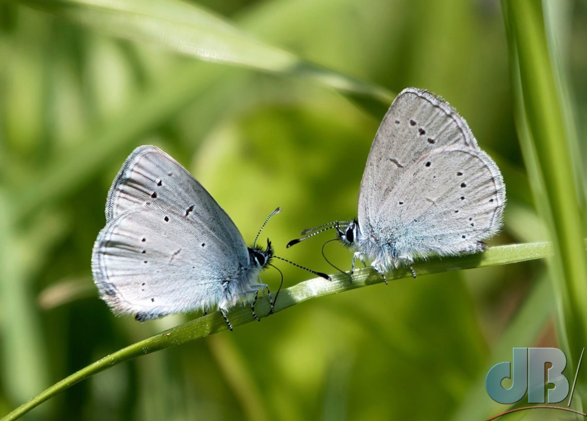 Small-Blues-pair-min