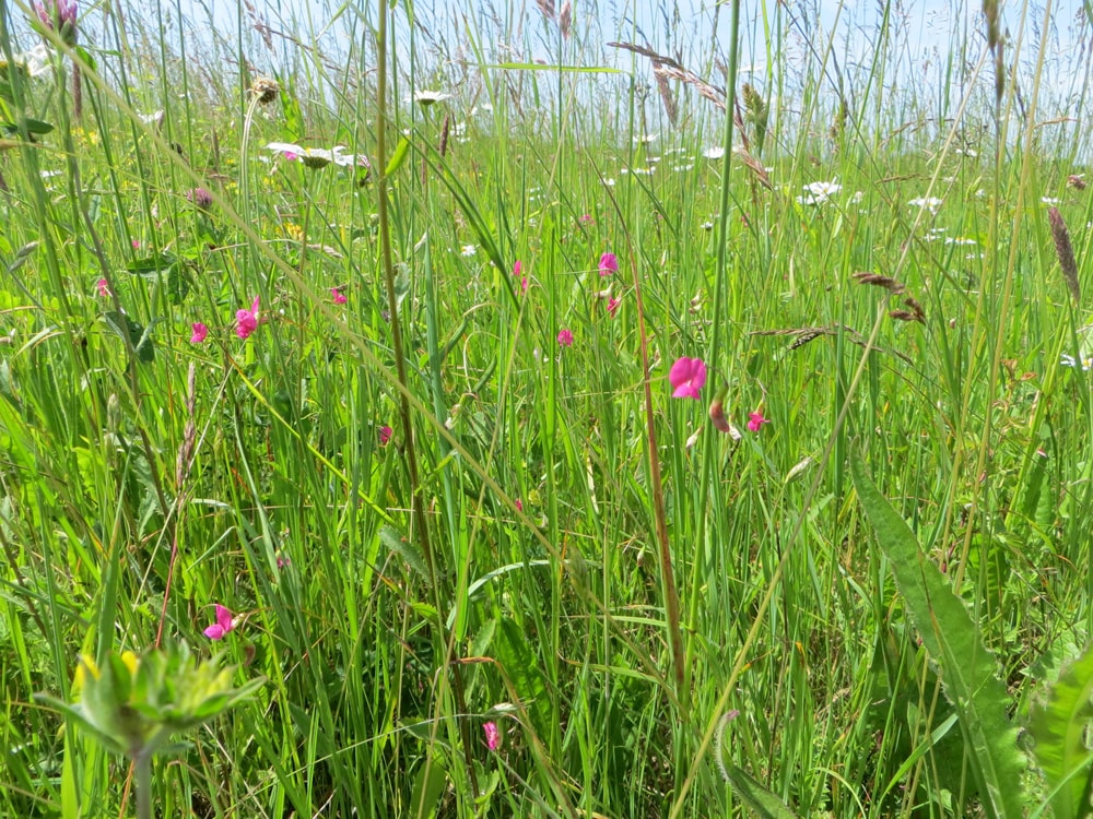 Meadow with Grass 1000-min