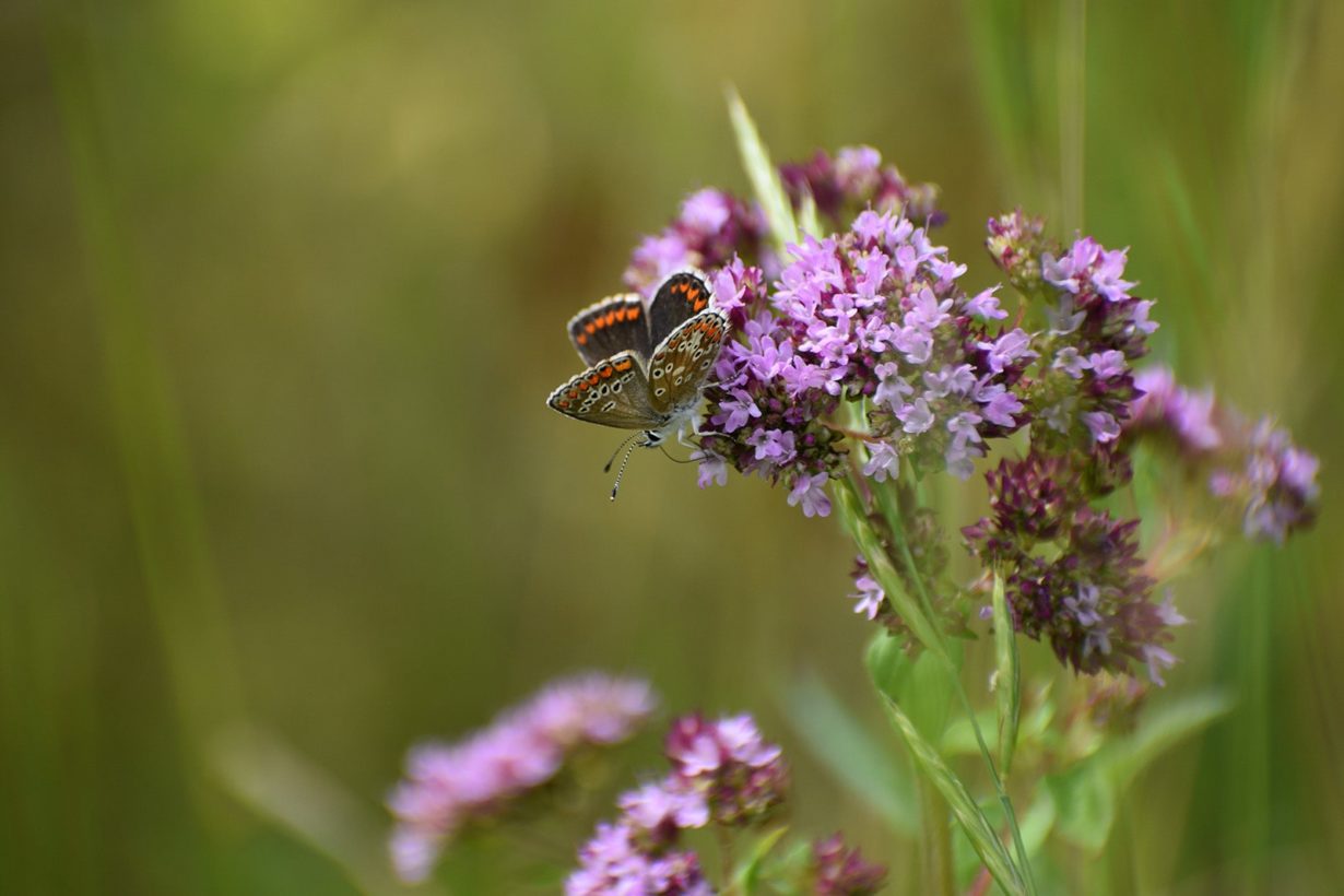 AKnights Brown Argus 1600-min