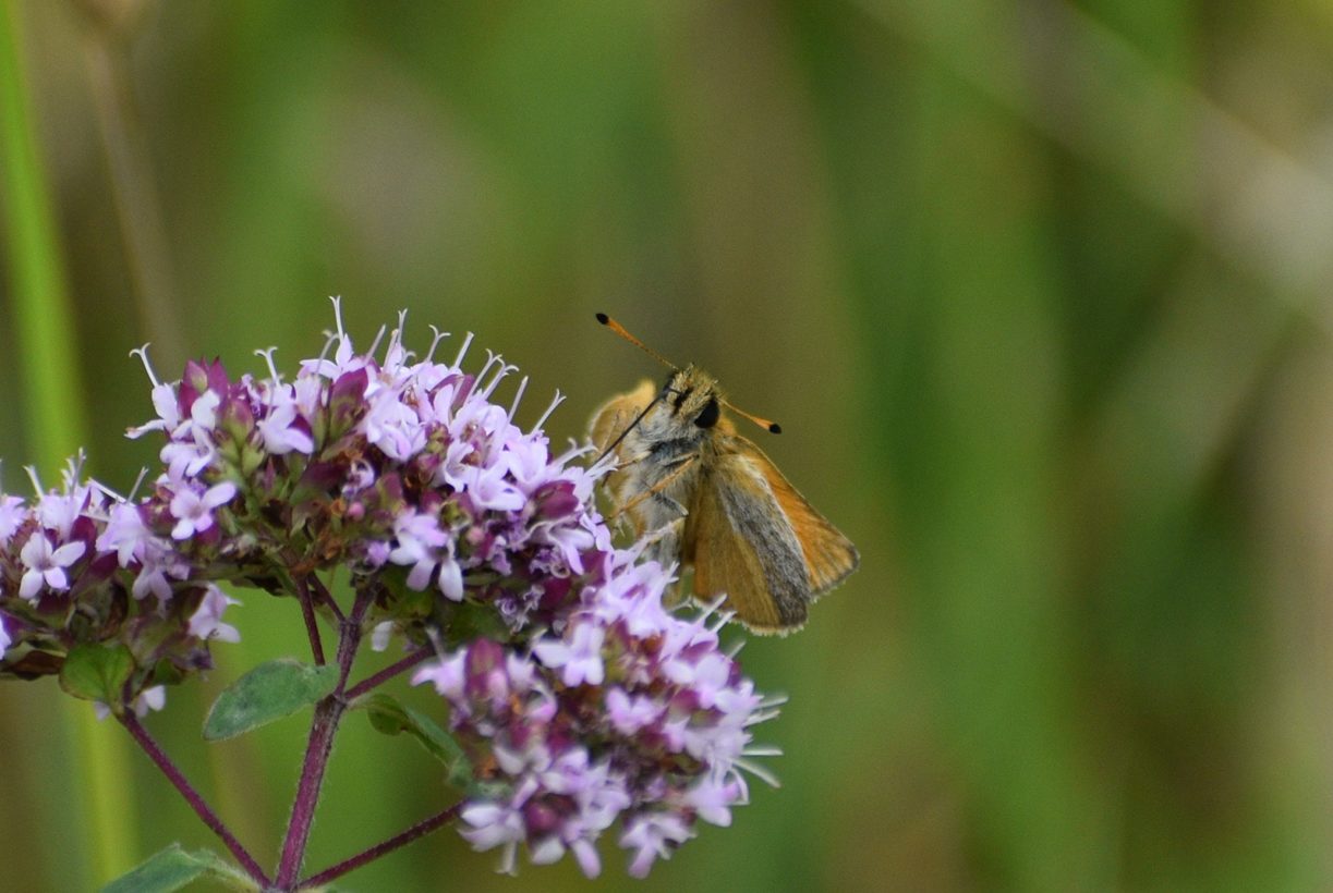 AKnights Essex Skipper 1600-min