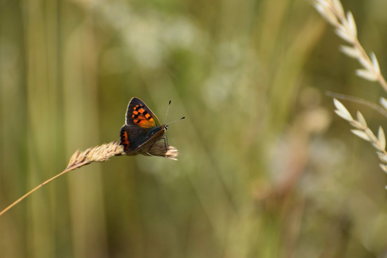 AKnights Small Copper 1600-min