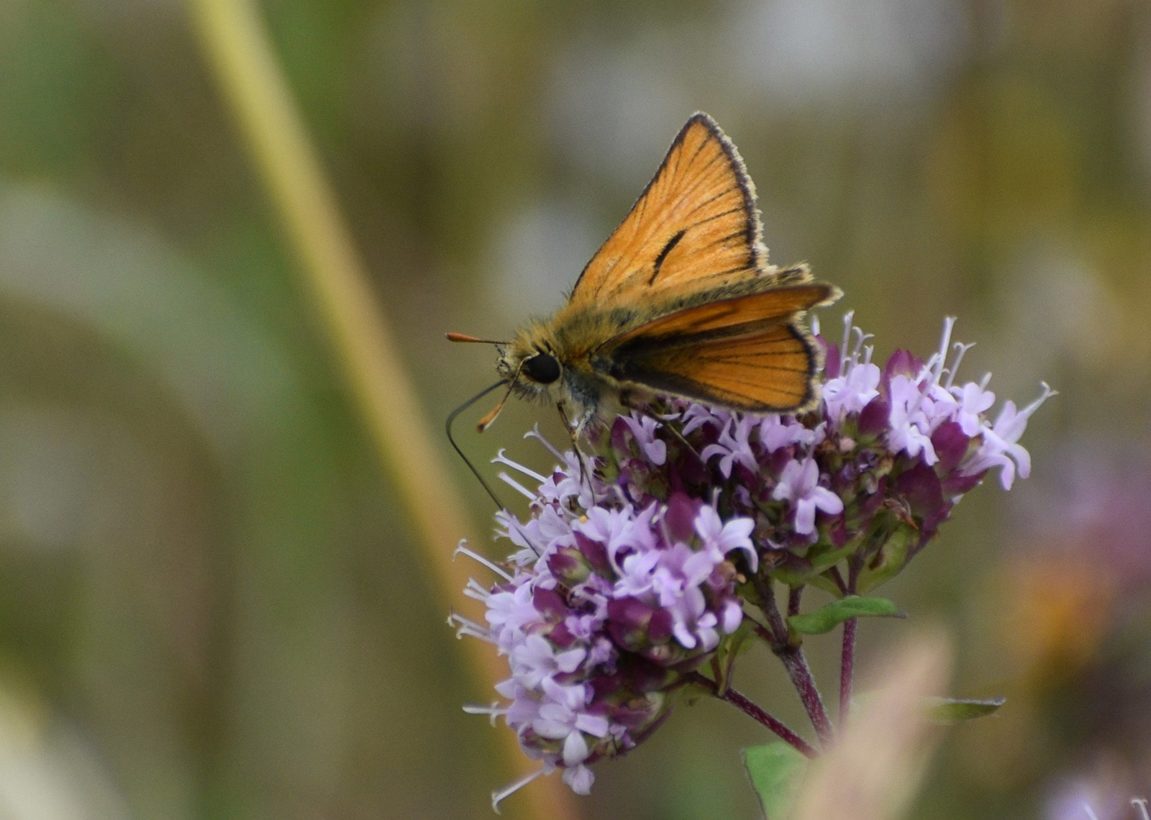 AKnights Small Skipper 1600-min