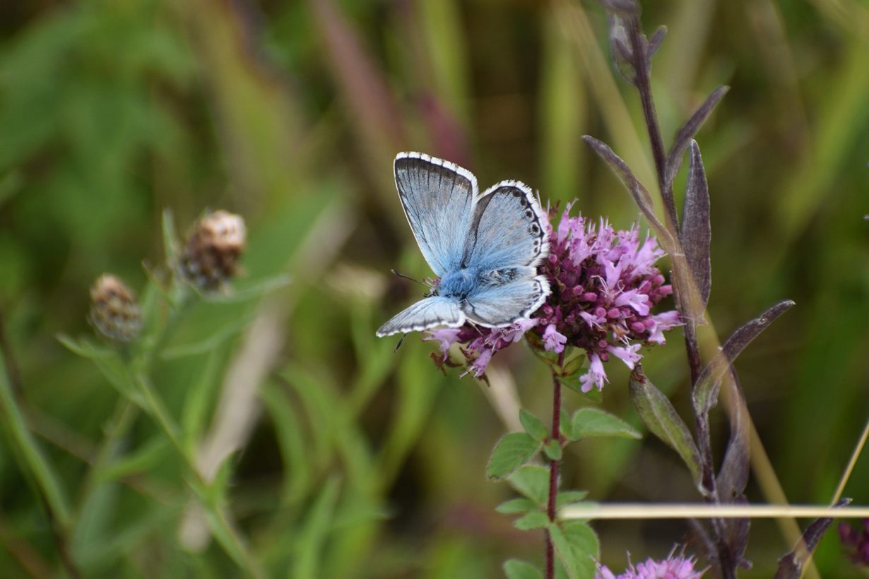 Andrew Knights, Chalk Hill Blue 1600-min